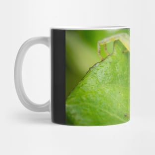 A masked crab spider (Thomisidae) waiting for a prey Mug